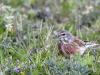 Linotte Melodieuse